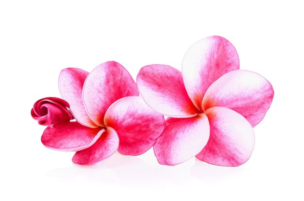 Tropische Blumen Frangipani (Plumeria) isoliert auf weißem Hintergrund