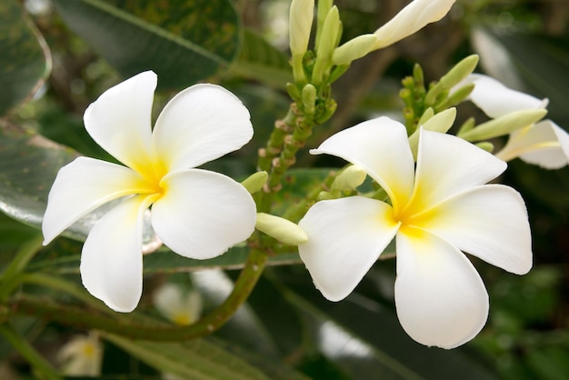 Tropische Blumen Frangipani