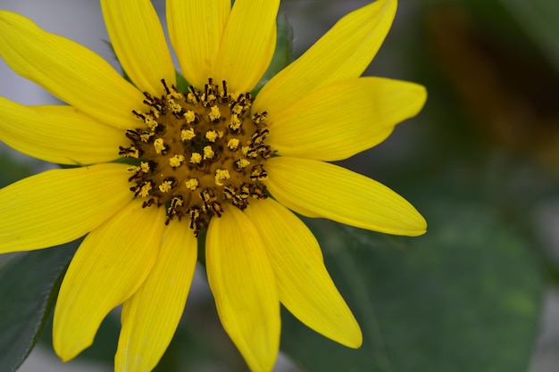 Tropische Blumen in Asien