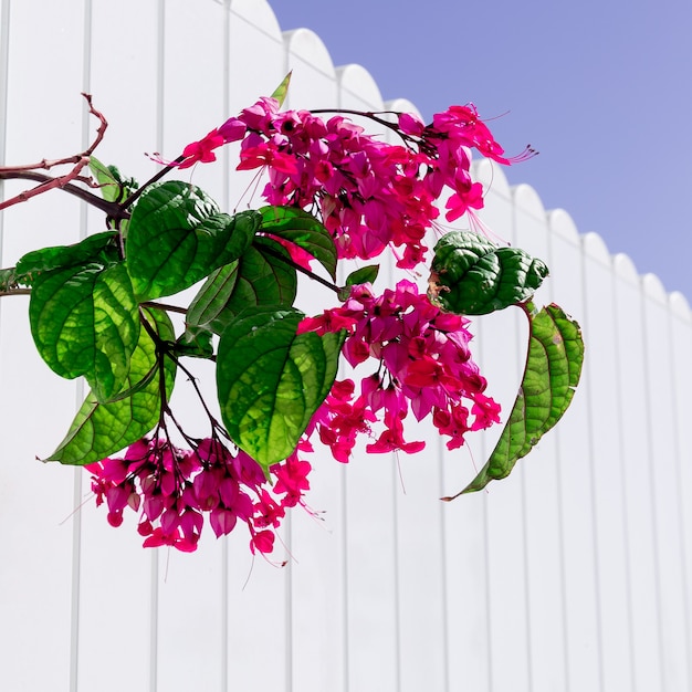 Foto tropische blumen. natur. kanarische insel