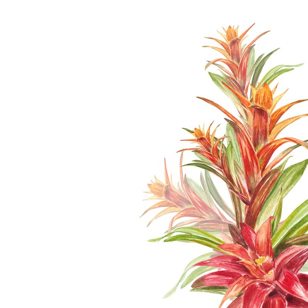 Tropische Bromelienpflanze mit roten und grünen Blättern, die in Aquarell handbemalt sind Die Illustration ist auf weißem Hintergrund hervorgehoben Frühlings- oder Sommerblume für Hochzeitseinladungen Postkarten