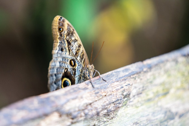 Tropische bunte Schmetterlinge