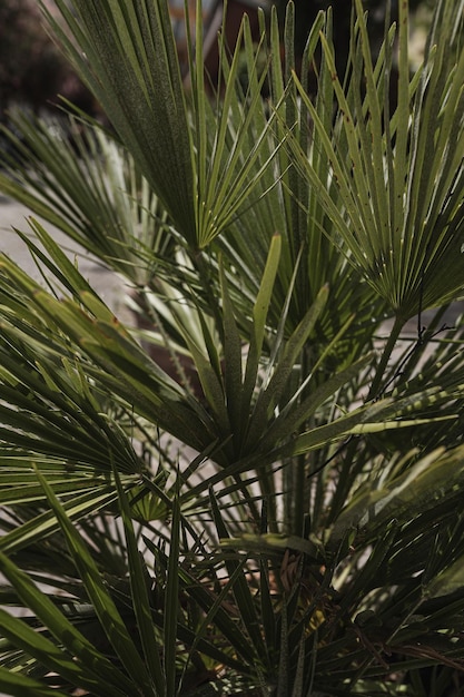 Tropische exotische Palmblätter auf weißem Hintergrund Ästhetische minimale Blumenkomposition