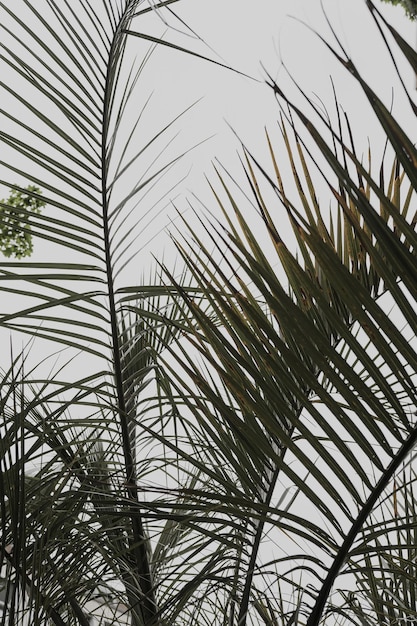 Tropische exotische Palmblätter auf weißem Hintergrund Ästhetische minimalistische Blumenkomposition