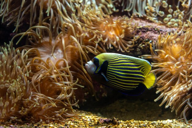 Foto tropische fische schwimmen im meeresaquarium