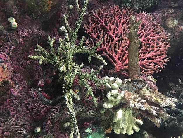 Foto tropische fische und korallen im aquarium