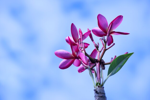 Tropische Flora Blumen