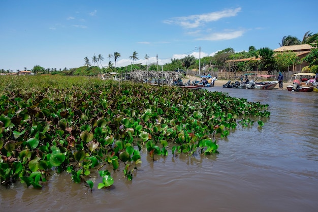 tropische Flussküstenvegetation und Boote in einem brasilianischen Dorf