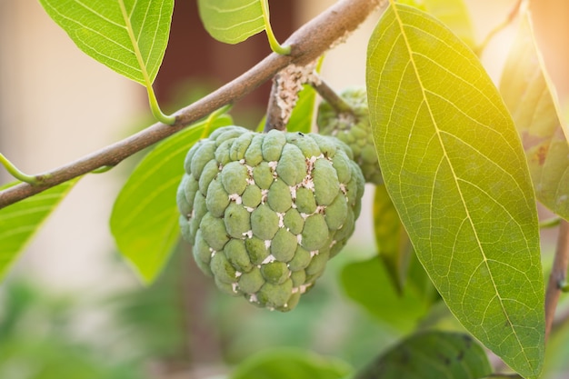 Tropische Frucht des Vanillepuddingapfels auf grünem Baum