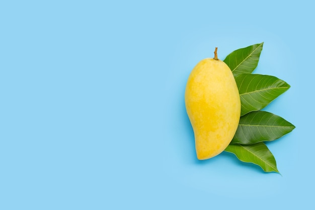 Tropische Frucht, Mango mit Blättern auf blauem Hintergrund. Draufsicht