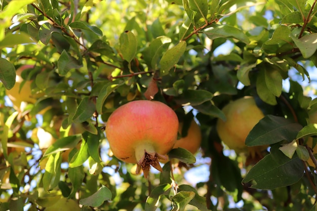 Tropische Früchte Granatapfelfrucht auf dem Zweig