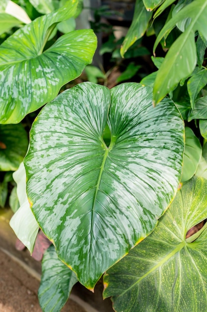 Tropische große grüne Blätter üppiges LaubPhilodendron Gloriosum wächst wild im Regenwald Grüner Samt mit weißer Aderherzform Regenwaldlaub riesiges Blatt