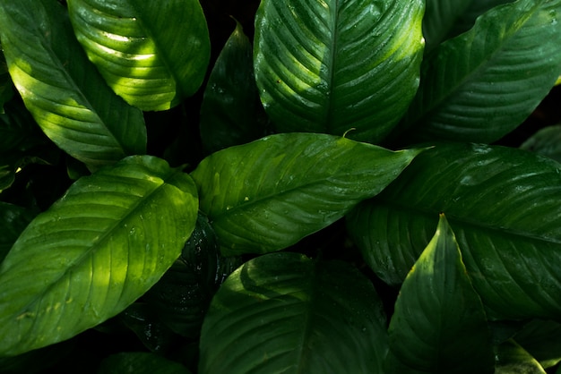 Tropische Grünblätter auf dunklem Hintergrund