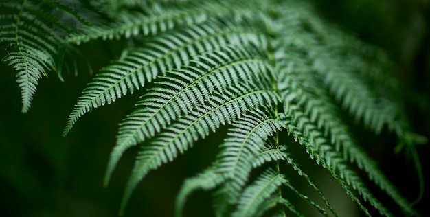 Tropische grüne Blätter auf Hintergrund Natur Sommer Wald Pflanzenkonzept