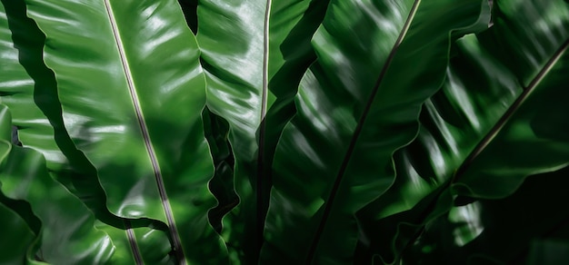 Tropische grüne Blätter, Blattbeschaffenheitshintergrund