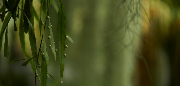 Tropische grüne Blätter im Hintergrund Natur Sommerwald Pflanzenkonzept Kreatives Layout