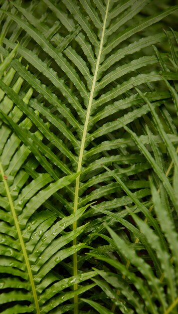 Tropische grüne Blätter im Hintergrund Natur Sommerwald Pflanzenkonzept Kreatives Layout