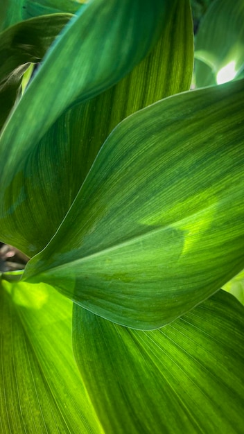 Tropische grüne Blätter mit Sonnenlicht beleuchtet Erfrischende Blätter