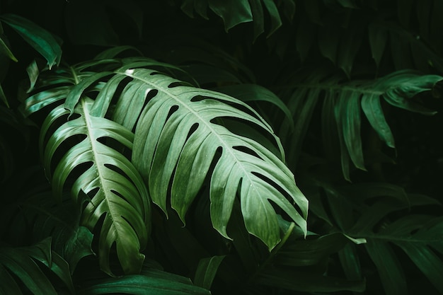 Tropische grüne Blätter von Monstera oder geteiltem Philodendron-Regenwald-Pflanzenblatt.