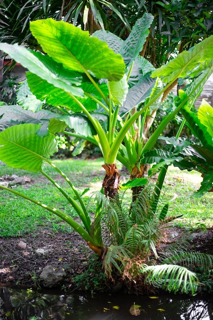 Tropische Grünpflanzen mit riesigen Blättern in der Nähe des Teiches im Garten Vegetation von Thailand