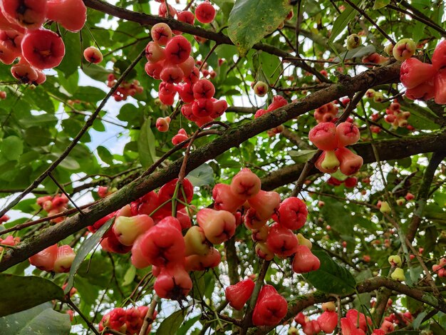 Tropische Guava-Früchte auf einem Zweig eines Wasser-Guava-Baumes mit Blättern und Blüten im Hintergrund