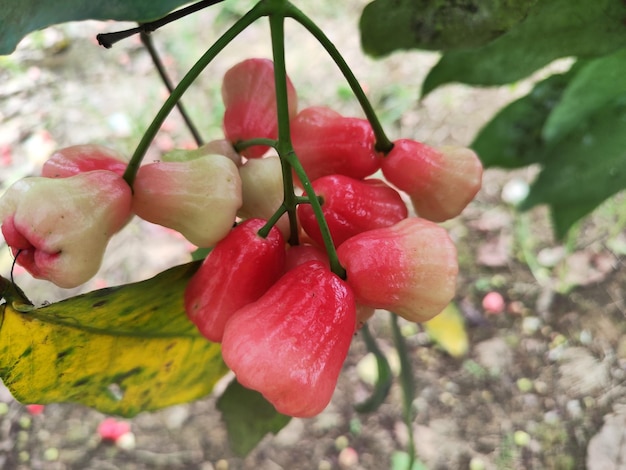 Tropische Guava-Früchte auf einem Zweig eines Wasser-Guava-Baumes mit Blättern und Blüten im Hintergrund