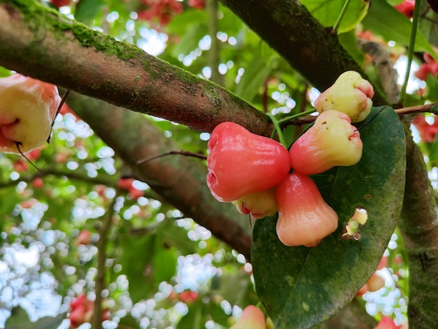 Foto tropische guava-früchte auf einem zweig eines wasser-guava-baumes mit blättern und blüten im hintergrund