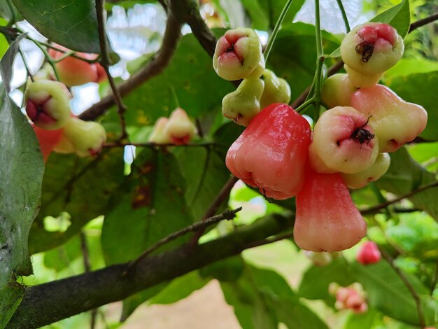 Tropische Guava-Früchte auf einem Zweig eines Wasser-Guava-Baumes mit Blättern und Blüten im Hintergrund