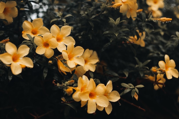 Tropische hellgelbe Blume, die nach dem Regen in Wildtieren wächst Exotische Sommerpflanze