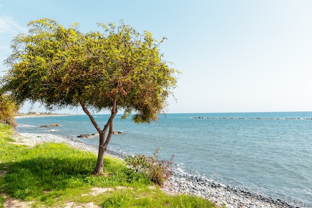 Tropische Küste, Strand