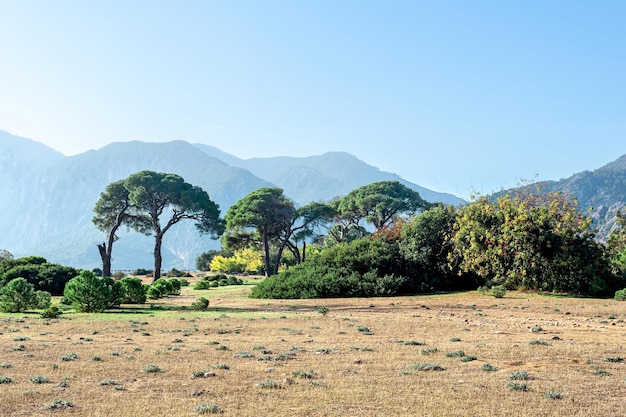 Tropische Küstenlandschaft in der Nähe des Dorfes Cirali im Nationalpark Olympos BeydaglarÄ± in der Türkei?