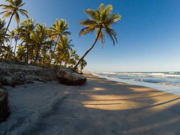 Tropische Landschaft mit Strand mit Kokospalmen bei Sonnenuntergang.