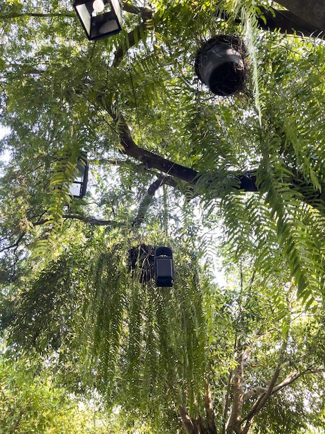 Tropische Landschaftsgestaltung im Hausgarten