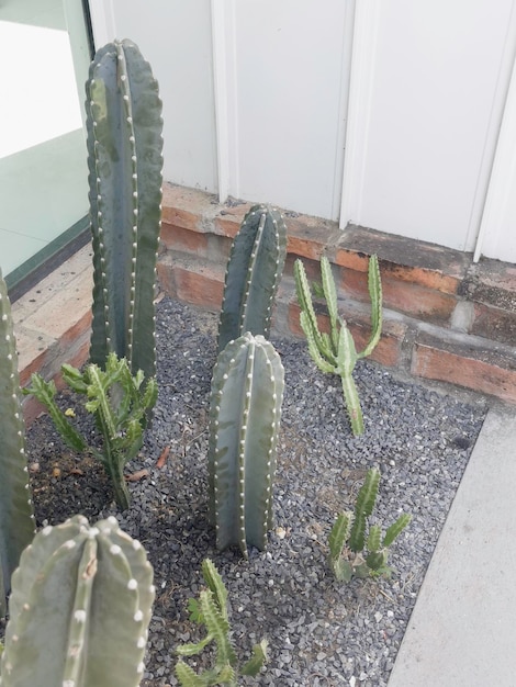 Tropische Landschaftsgestaltung im Hausgarten