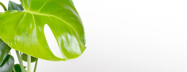 Foto tropische monstera deliciosa auf weißem hintergrund home gardening minimalistisches trendiges konzept banner