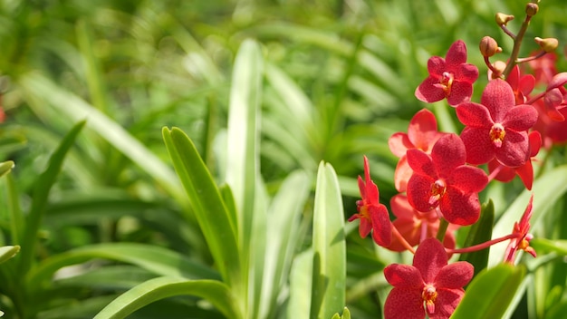 Tropische Orchideenblume im Frühlingsgarten, üppiges Laub. Natürliche exotische Blüten und Blätter