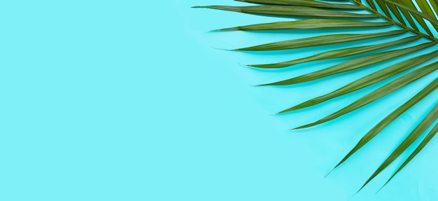Tropische Palmblätter auf blauer Oberfläche