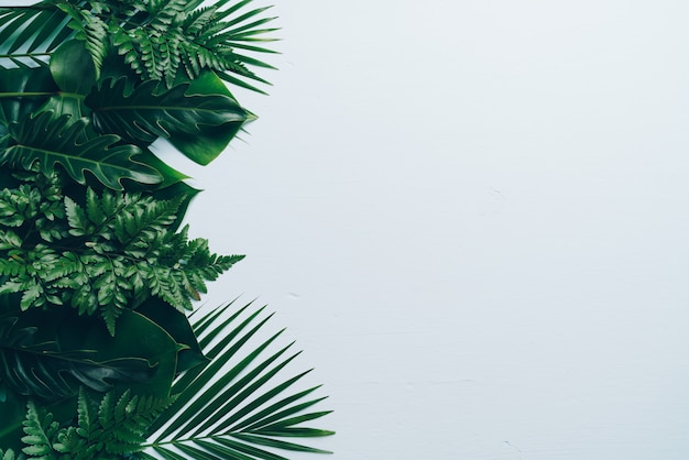 Tropische Palmblätter auf Farbhintergrund mit copyspace