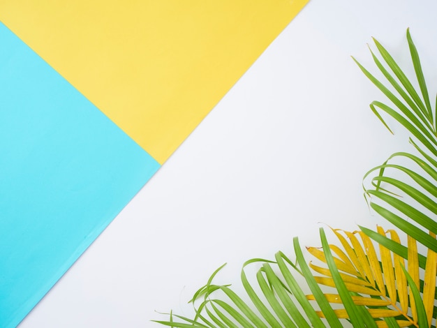 Tropische Palmblätter im Farbhintergrund