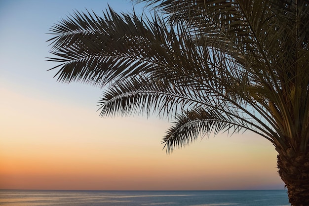 Foto tropische palmblätter in nahaufnahme vor dem hintergrund eines wunderschönen sonnenaufgangs am roten meer ägypten sommerurlaub und outdoor-abenteuerkonzept