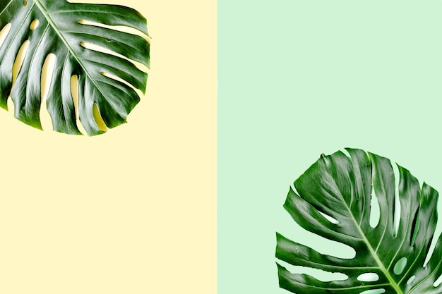 Tropische palmblätter monstera auf buntem hintergrund flach legen draufsicht minimales sommerkonzept