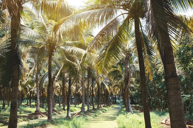 Tropische Palmblätter über Himmelhintergrundweinlese getönten Sommerhintergrundkonzept