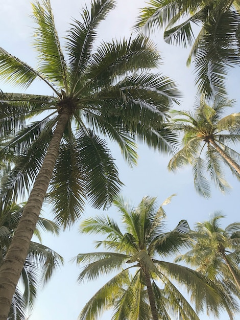 Tropische Palme im Garten