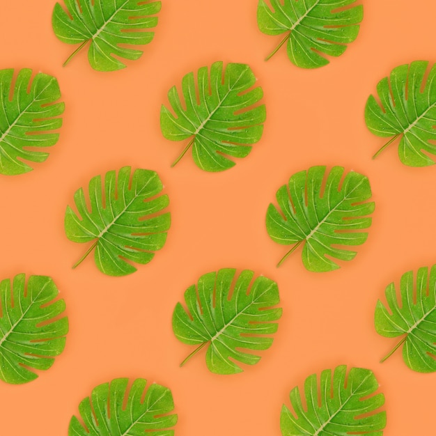 Tropische Palme Monstera Blätter liegt auf einem pastellfarbenen Papier