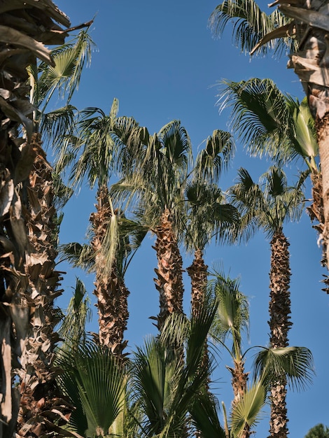 Foto tropische palmen und blauer himmel