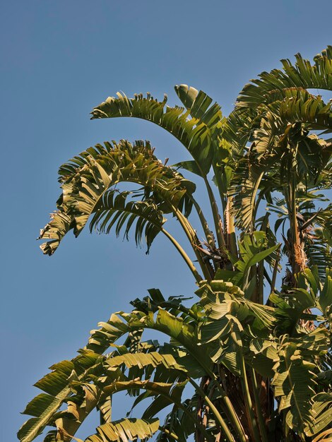 Tropische Palmen und blauer Himmel