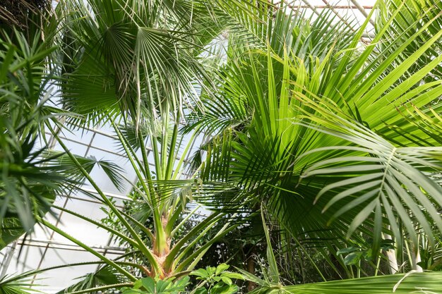 Tropische Palmenblätter im botanischen Garten mit Blumenmuster im Innenbereich Frischer natürlicher Hintergrund