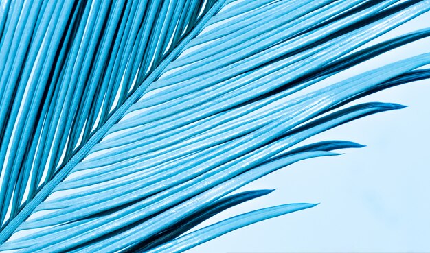 Tropische Palmenblätter Neonfarbe blaue Zweignahaufnahme