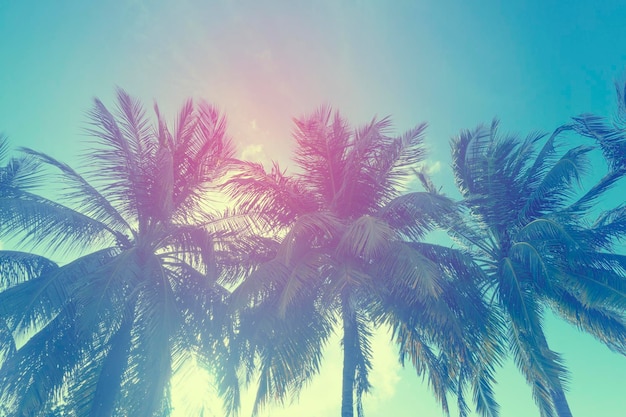 Tropische Palmensilhouette gegen den Himmel
