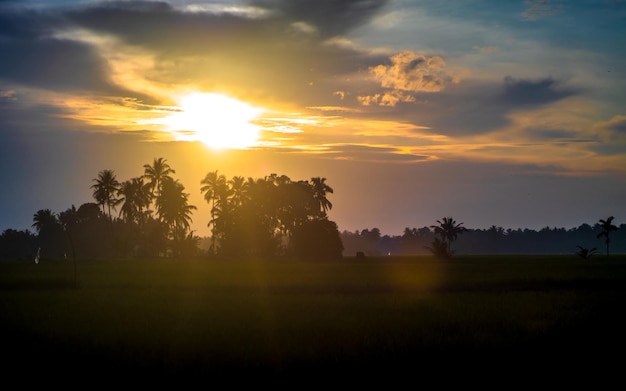 Tropische Palmensilhouette mit Sonnenuntergang im Hintergrund